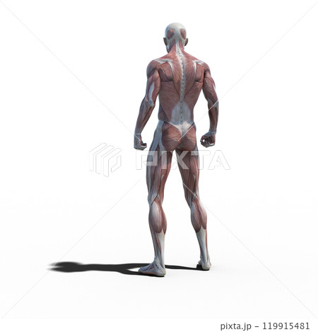 筋肉標本　男性　　perming3DCGイラスト素材 119915481