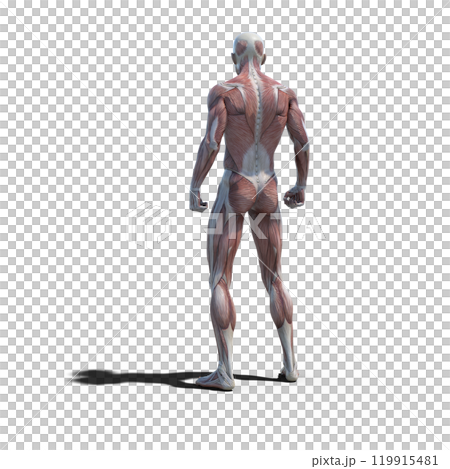 筋肉標本　男性　　perming3DCGイラスト素材 119915481