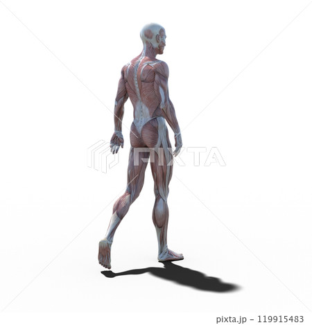 筋肉標本 男性 perming3DCGイラスト素材 筋肉標本 男性 perming3DCGイラスト素材 119915483