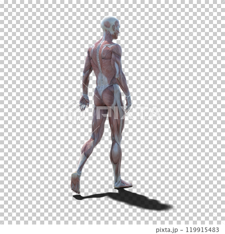 筋肉標本 男性 perming3DCGイラスト素材 筋肉標本 男性 perming3DCGイラスト素材 119915483