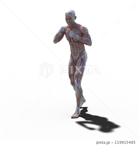 筋肉標本　男性　　perming3DCGイラスト素材 119915485