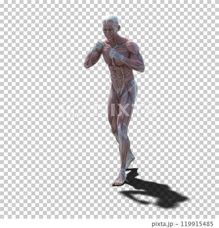 肌肉標本男性燙髮3DCG插圖素材 肌肉標本男性燙髮3DCG插圖素材 119915485