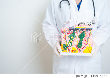 Dermatologist hand holding anatomy model of human skin with hair. Skin disease and Hair loss. Health care, Melanoma and skin cancer, Insurance, Dermatology treatment and Beauty consultation clinic Dermatologist hand holding anatomy model of human skin with hair. Skin disease and Hair loss. Health care, Melanoma and skin cancer, Insurance, Dermatology treatment and Beauty consultation clinic 119915647