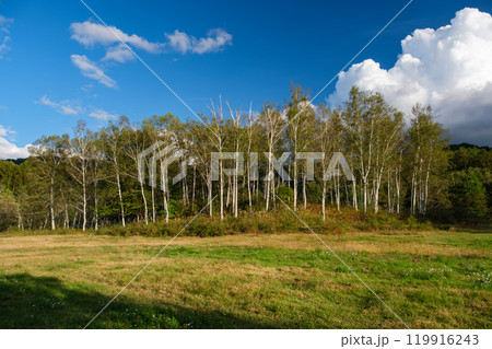 白樺の森 白樺の森 119916243