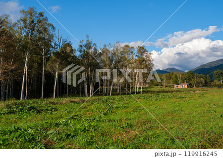 白樺と小屋 119916245