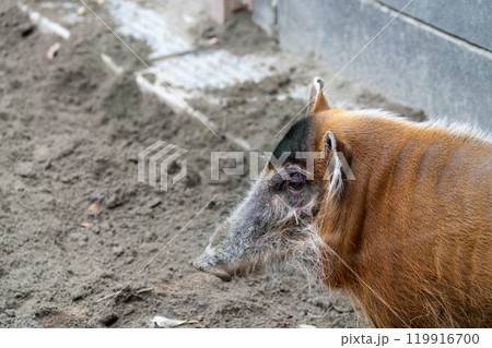 1頭のアカカワイノシシ 1頭のアカカワイノシシ 119916700