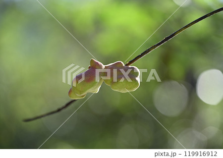 ウルシ科ヌルデの虫こぶ ウルシ科ヌルデの虫こぶ 119916912
