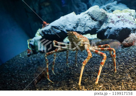 The japan spider king crab or alaska king crab at kaiyukan aquarium , Osaka ,Japan 119917158