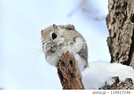 エゾモモンガ 119917246