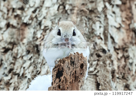 エゾモモンガ 119917247