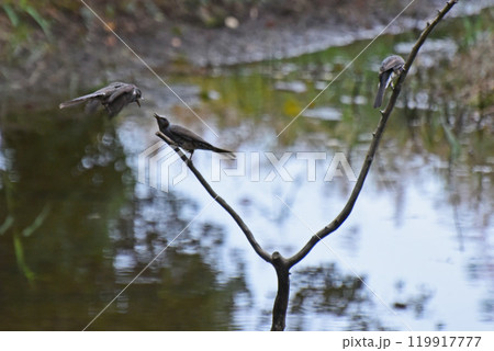 止まり木 止まり木 119917777