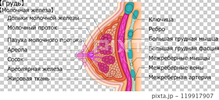 女性乳房圖俄語 119917907