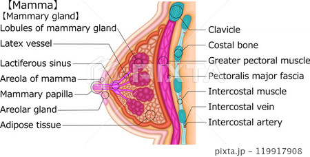 女性　乳房　イラスト　英語 119917908