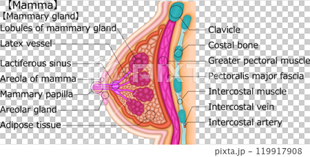 女性　乳房　イラスト　英語 119917908