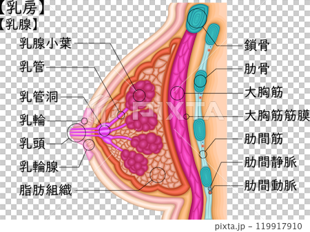 女性　乳房　イラスト　日本語 119917910
