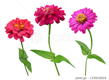Zinnia flowers branch isolated on a white background Zinnia flowers branch isolated on a white background 119918028