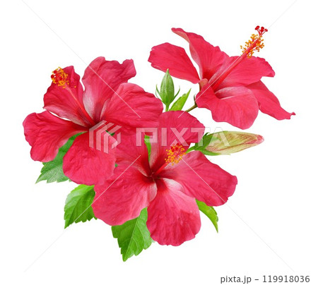 Botanical hibiscus flower, floral bouquet white background Botanical hibiscus flower, floral bouquet white background 119918036