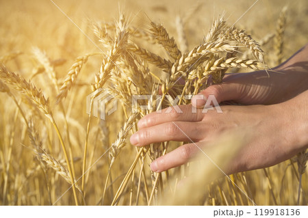 The farmer carefully checks the quality of the crop. The farmer carefully checks the quality of the crop. 119918136