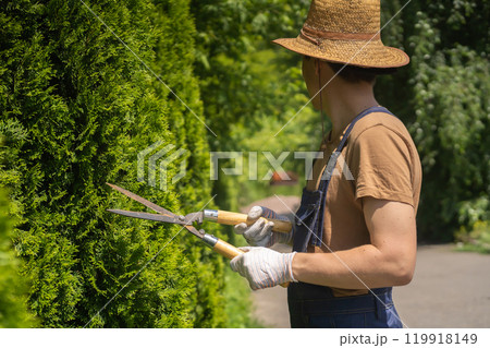 A professional gardener is cutting a thuja tree for a better shape 119918149