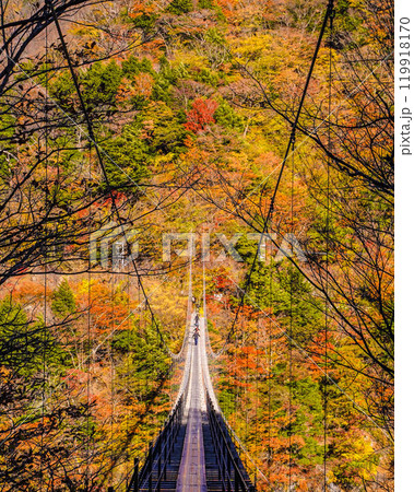 南アルプス 畑薙大吊橋付近の紅葉 南アルプス 畑薙大吊橋付近の紅葉 119918170