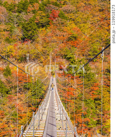 南アルプス　畑薙大吊橋付近の紅葉 119918173