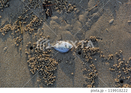 dead fish on the beach dead fish on the beach 119918222
