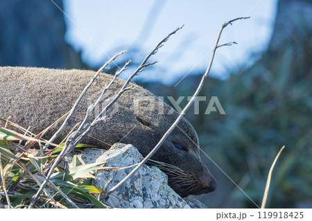 ニュージーランド　ウェリントンのレッド・ロックスのアザラシコロニーで寝ている野生のアザラシ 119918425