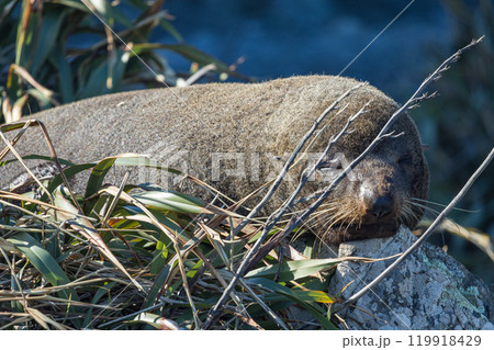 ニュージーランド　ウェリントンのレッド・ロックスのアザラシコロニーで寝ている野生のアザラシ 119918429