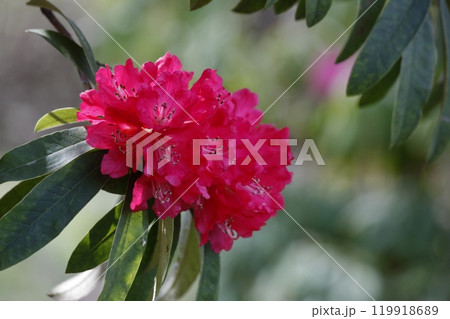 赤いセイヨウシャクナゲの花 赤いセイヨウシャクナゲの花 119918689
