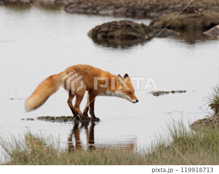 キタキツネ1 キタキツネ1 119918713