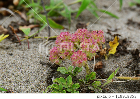 ハマボウフウの花の後 119918855