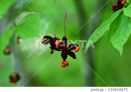 星形に開いたツリバナの実 119918875