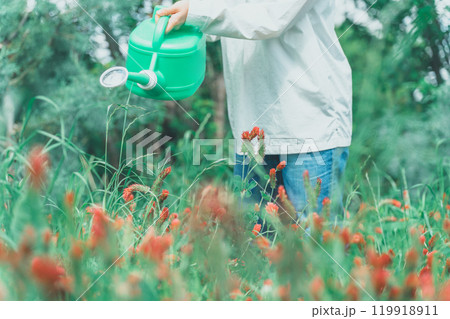 ストロベリーキャンドルに水やりする女性 ストロベリーキャンドルに水やりする女性 119918911
