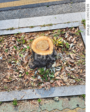 the tree rings of a street tree the tree rings of a street tree 119919236