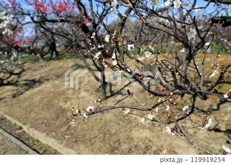 梅林散策・32(岐阜県安八郡安八町:安八百梅園) 梅林散策・32(岐阜県安八郡安八町:安八百梅園) 119919254