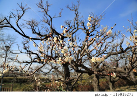 梅林散策・13（岐阜県安八郡安八町：安八百梅園） 119919273