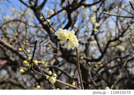 梅林散策・8（岐阜県安八郡安八町：安八百梅園） 119919278