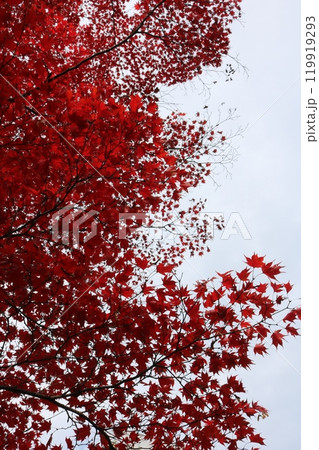 曇り空をバックに色付く紅葉 Momiji behind cloudy sky 119919293