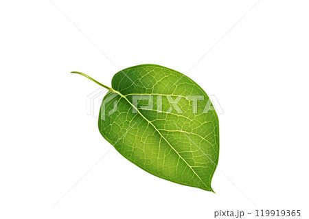 Green leaf on isolate transparency background, PNG 119919365