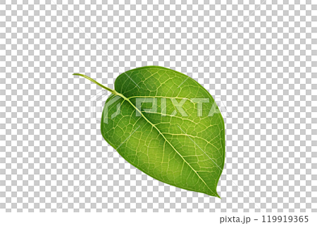 Green leaf on isolate transparency background, PNG 119919365
