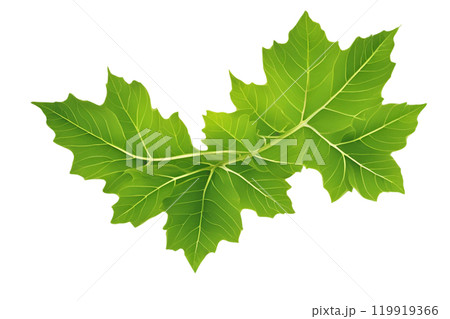 Green leaf on isolate transparency background, PNG 119919366