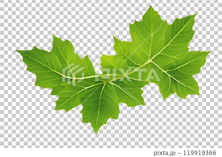 Green leaf on isolate transparency background, PNG 119919366