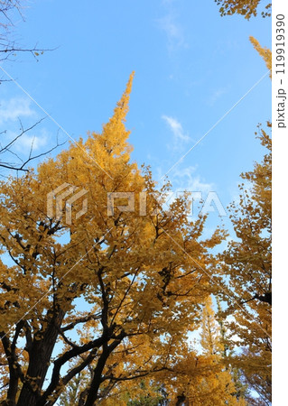 青空をバックに見ごろを迎えたイチョウ並木 ginkgo trees behind blue sky 119919390
