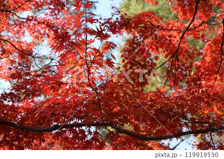 見ごろを迎えた紅葉 Momiji on foliage season 119919530