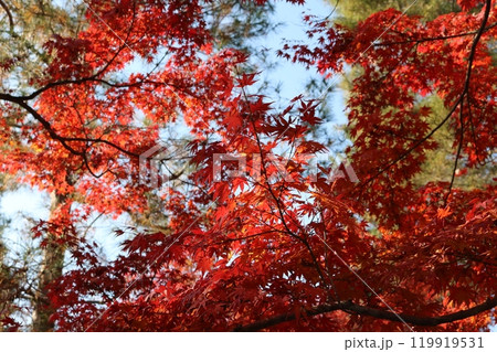 見ごろを迎えた紅葉 Momiji on foliage season 119919531