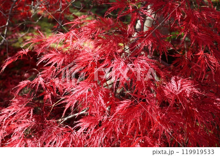 見ごろを迎えた紅葉 Momiji on foliage season 119919533