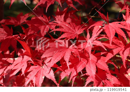 見ごろを迎えた紅葉 Momiji on foliage season 119919541