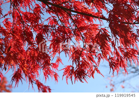 青空をバックに見ごろを迎えた紅葉 Momiji behind blue sky 119919545
