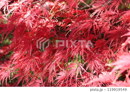 見ごろを迎えた紅葉 Momiji on foliage season 119919549