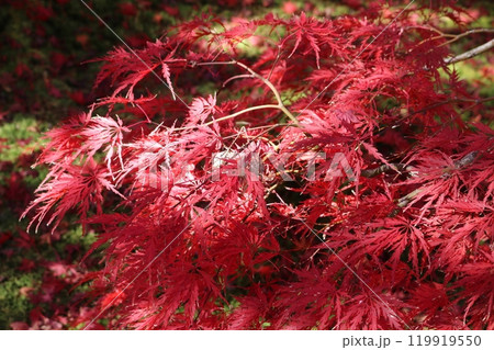 見ごろを迎えた紅葉 Momiji on foliage season 119919550